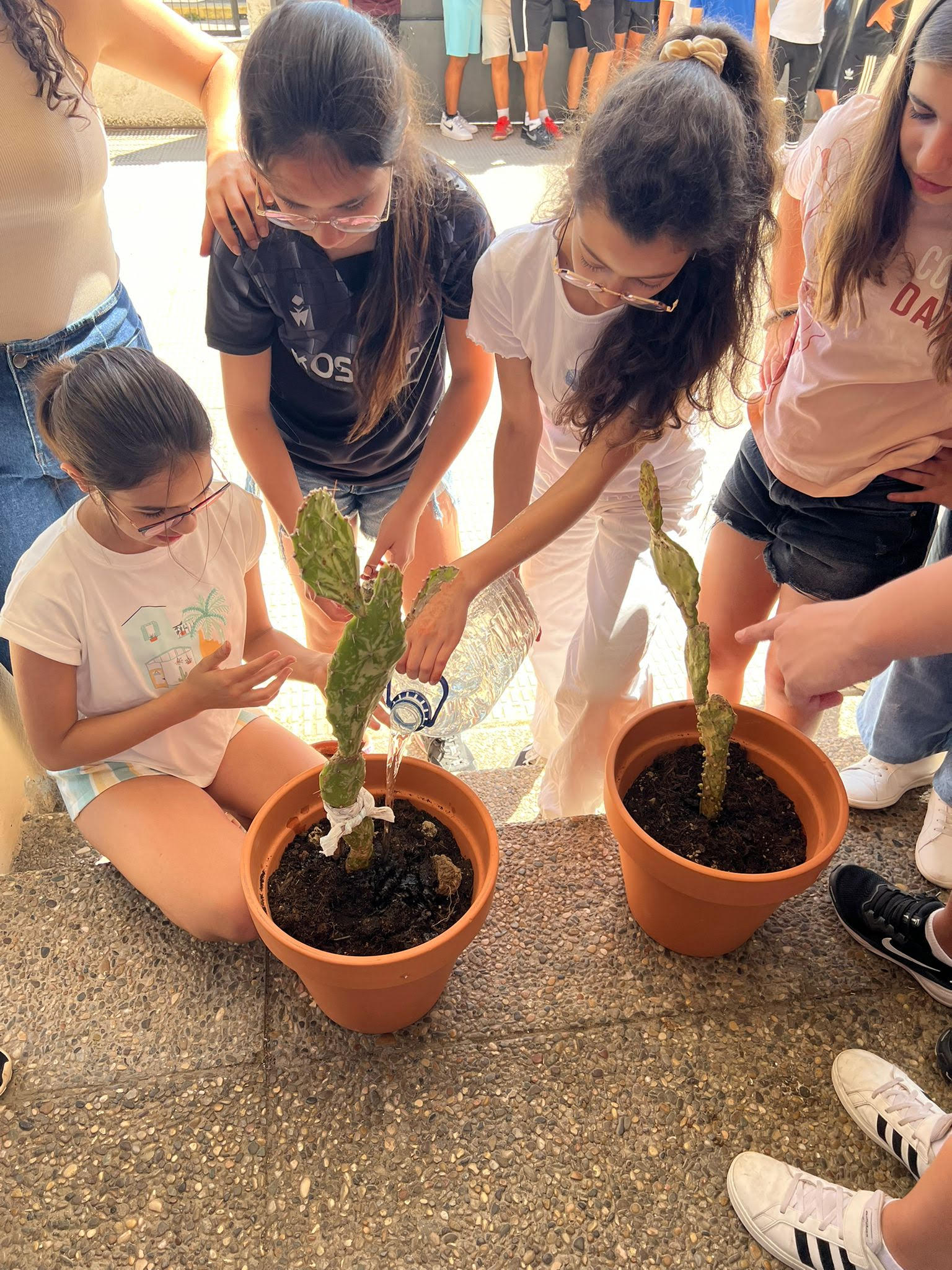 Los alumnos y alumnas de 6º plantan cactus en el huerto escolar